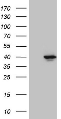 Amelotin Antibody