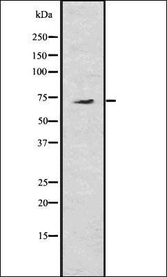 AMFR antibody