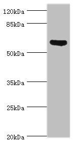 AMH antibody