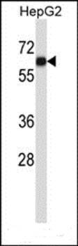 AMIGO1 antibody