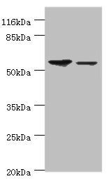 AMIGO2 antibody