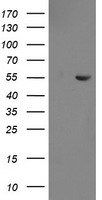 Aminopeptidase A Antibody