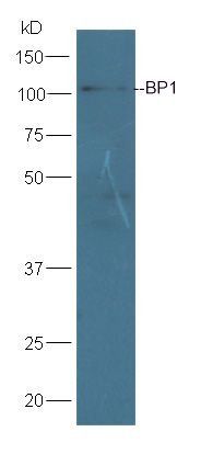 Aminopeptidase A antibody