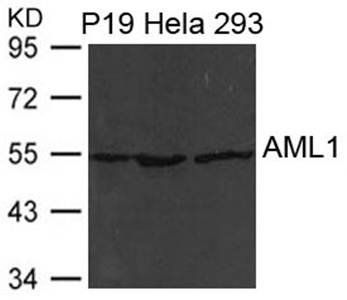 AML1(RUNX1) Antibody