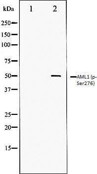 AML1 (phospho-Ser276) antibody