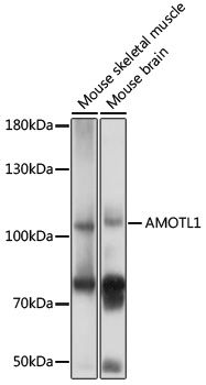 AMOTL1 antibody