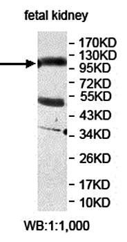 AMOTL1 antibody