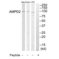AMPD2 antibody