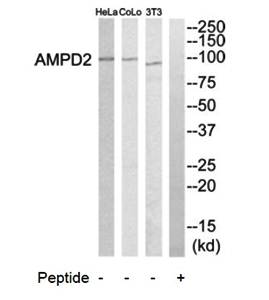 AMPD2 antibody