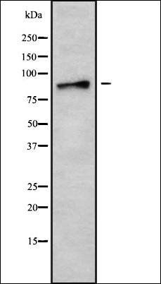 AMPD3 antibody