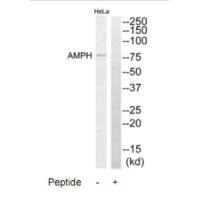 AMPH antibody