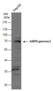 AMPK gamma 2 Rabbit Polyclonal Antibody