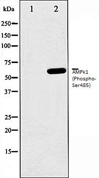 AMPk1 (Phospho-Ser485) antibody