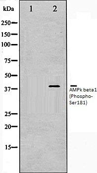 PRKAB1 (Phospho-Ser181) antibody