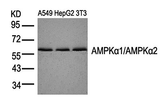 AMPKα1/AMPKα2 (Ab183/172) Antibody