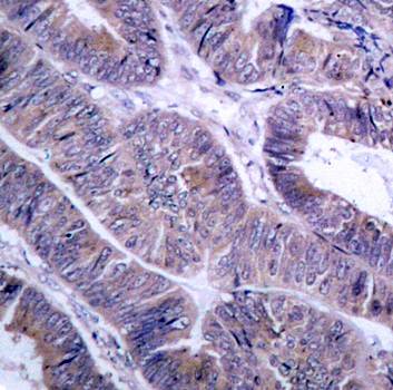 AMPKα1 (Ab-496)Antibody