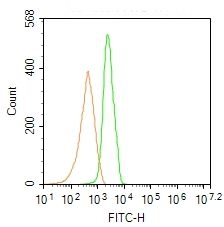 AMPK alpha 1 (phospho-Thr172) antibody (FITC)