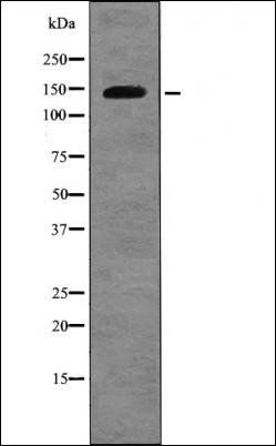 Amyloid- beta A4 (Phospho-Thr729) antibody