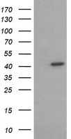 Amyloid Precursor Protein Antibody