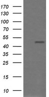 Amyloid Precursor Protein (APP) antibody
