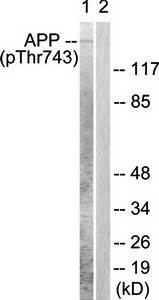 Amyloid beta A4 (phospho-Thr743/668) antibody