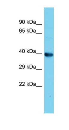 Amz2 antibody