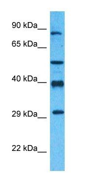 AN32B antibody