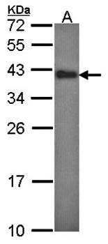 Anamorsin antibody