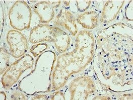 ANAPC10 antibody