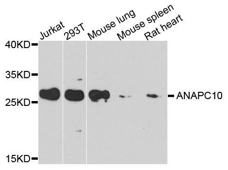 ANAPC10 antibody