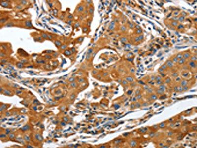 ANAPC10 Antibody