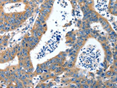 ANAPC10 Antibody