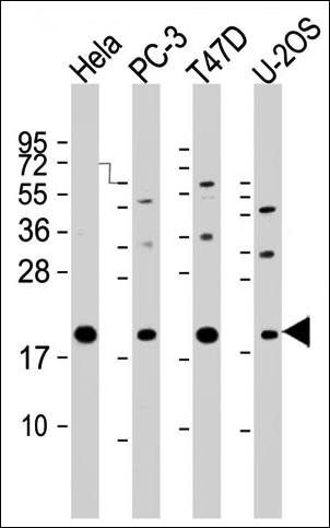 ANAPC11 antibody