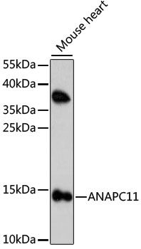 ANAPC11 antibody
