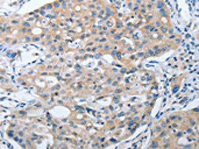 ANAPC13 Antibody