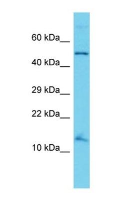 ANAPC15 antibody