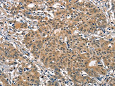 ANAPC4 antibody