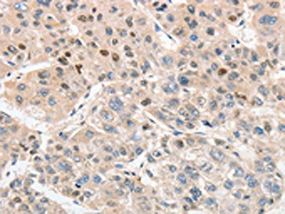 ANAPC5 antibody