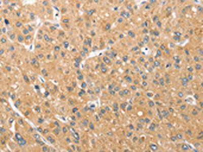 ANAPC5 antibody