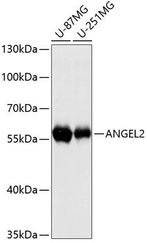 ANGEL2 antibody