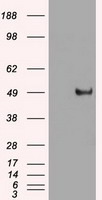 Angiotensin Converting Enzyme 1 (ACE) antibody