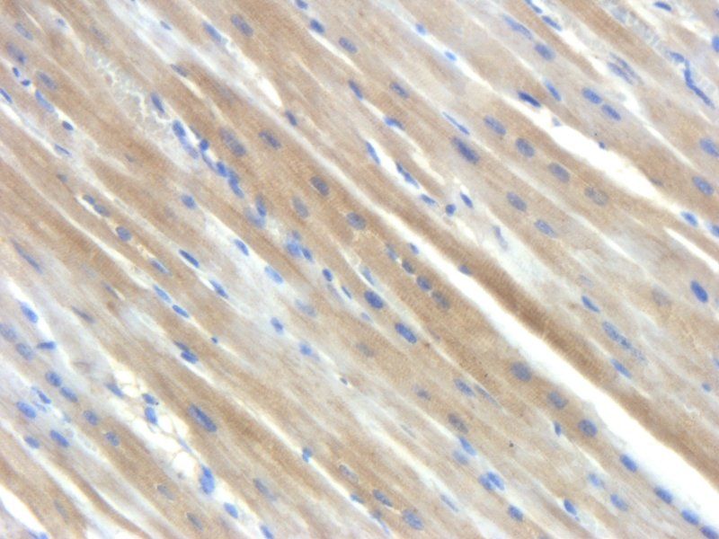 Angiotensinogen antibody