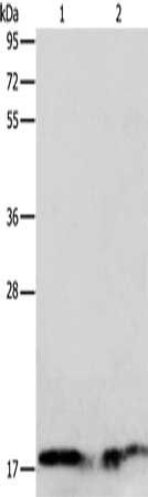 Angiotensinogen antibody