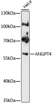ANGPT4 antibody