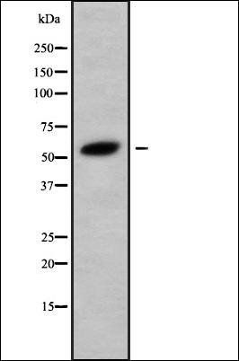 ANGPTL1 antibody