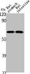 ANGPTL1 antibody