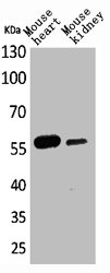 ANGPTL1 Antibody
