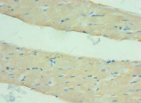 ANGPTL4 Antibody
