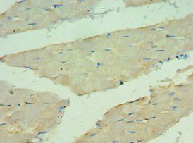 ANGPTL4 Antibody