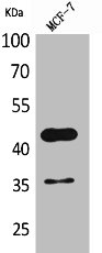 ANGPTL4 antibody